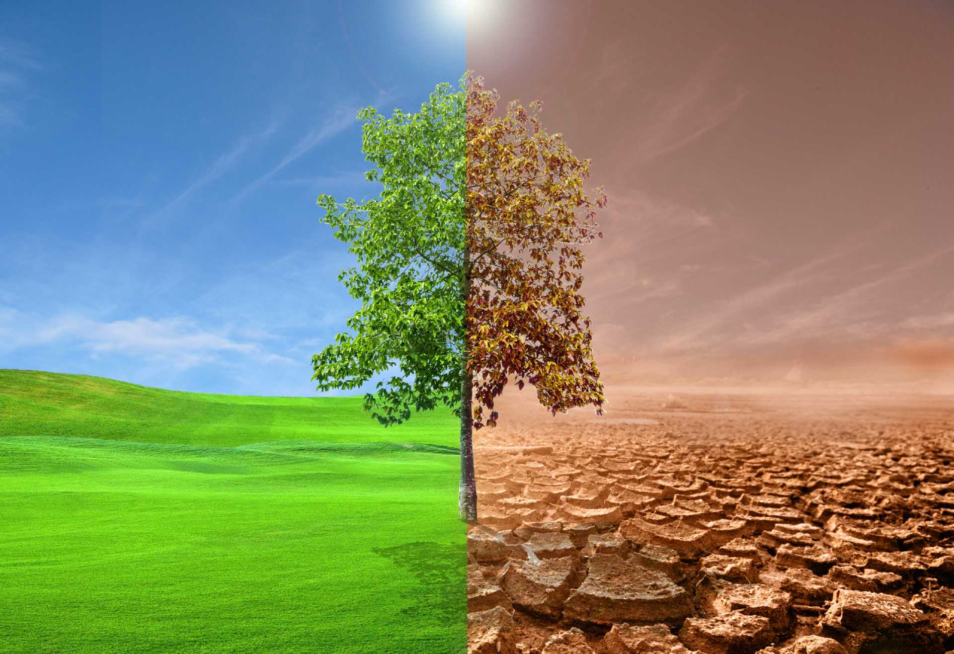 The trees in the meadow on one side are perfect, the other side is dry. Global warming concept